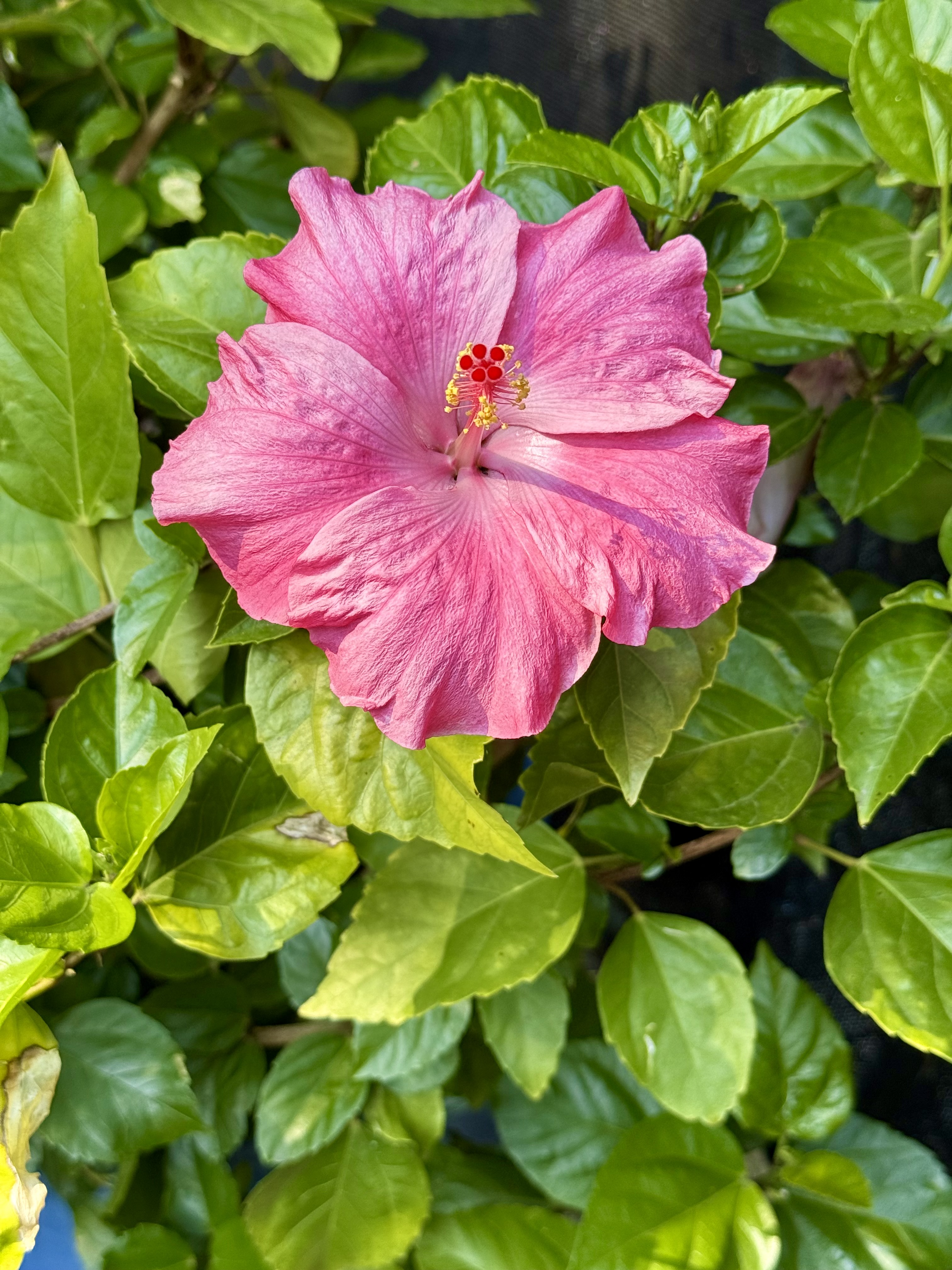 A pink Hibiscus rosa-sinensis in full bloom, with detailed stamens and lush green leaves. Captured at the Oregon Zoo in Portland, showcasing nature's vibrant beauty.