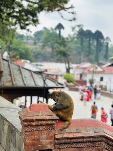 A monkey sitting on a wide terracotta stair rail.  It has one leg extended, and it&#039;s examining it carefully. In the distance behind is an open air courtyard with people in it.