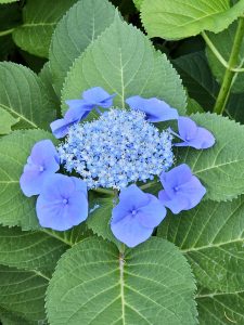 Mature lacecap hydrangea flower with bright blue florets in the center and larger blooms on the edge. Captured in the evening at Pittock Mansion, Portland. 