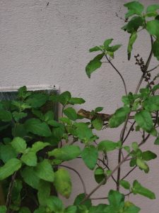A lizard perched on a branch amid green leaves against a pink wall.