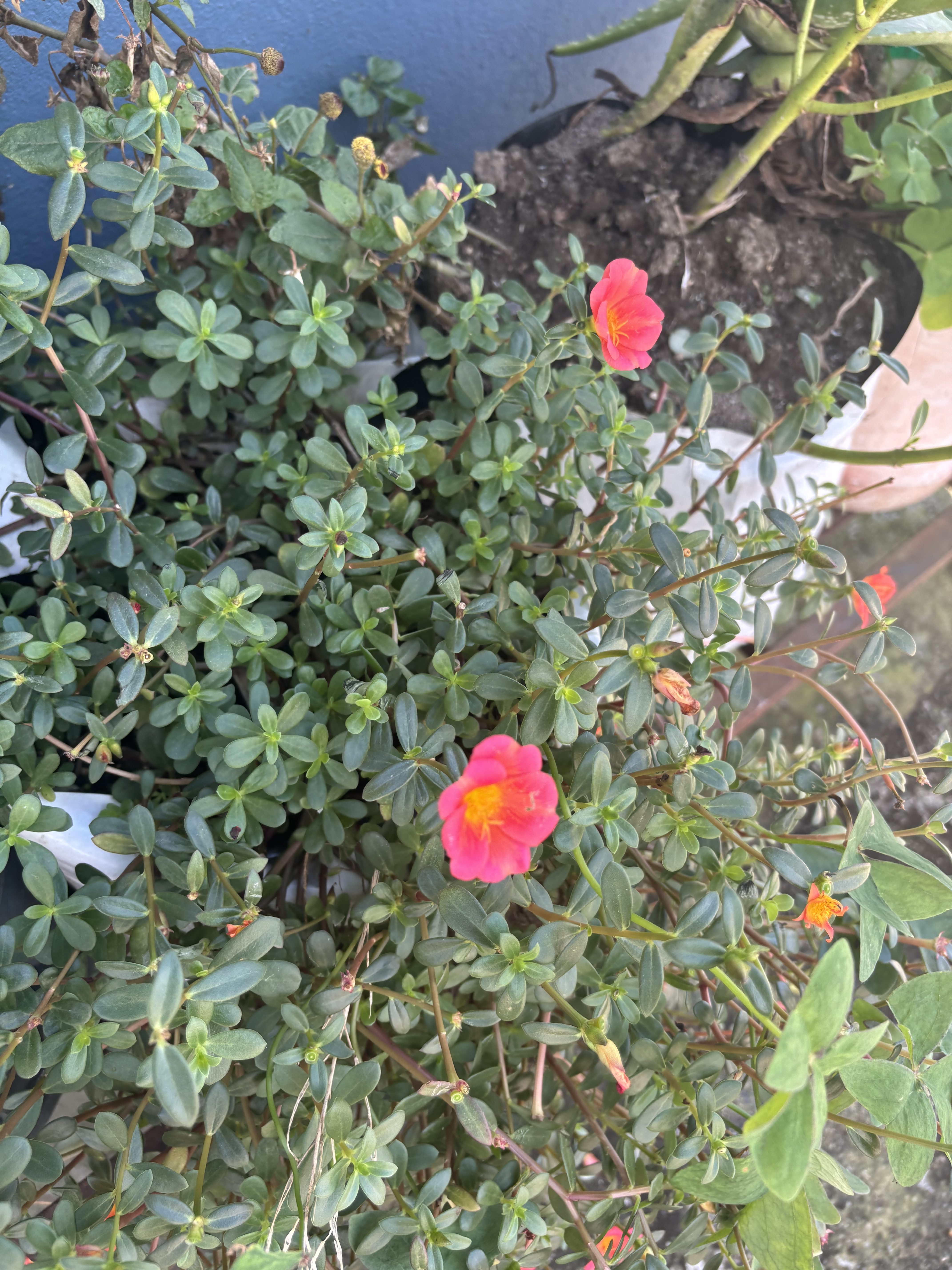 A close-up view of a lush, green plant with numerous small, fleshy leaves. Some bright pink flowers with yellow centers are visible among the leaves, adding vibrant color to the foliage.