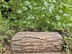 A log bench made from a cut tree trunk rests in front of dense green bushes along a peaceful forest trail. Captured in the Columbia River Gorge National Scenic Area, Oregon. 