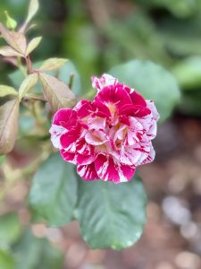 A beautiful rose with red and white streaked petals stands out against a green, blurry background. Taken at the International Rose Test Garden, Portland, in the evening.