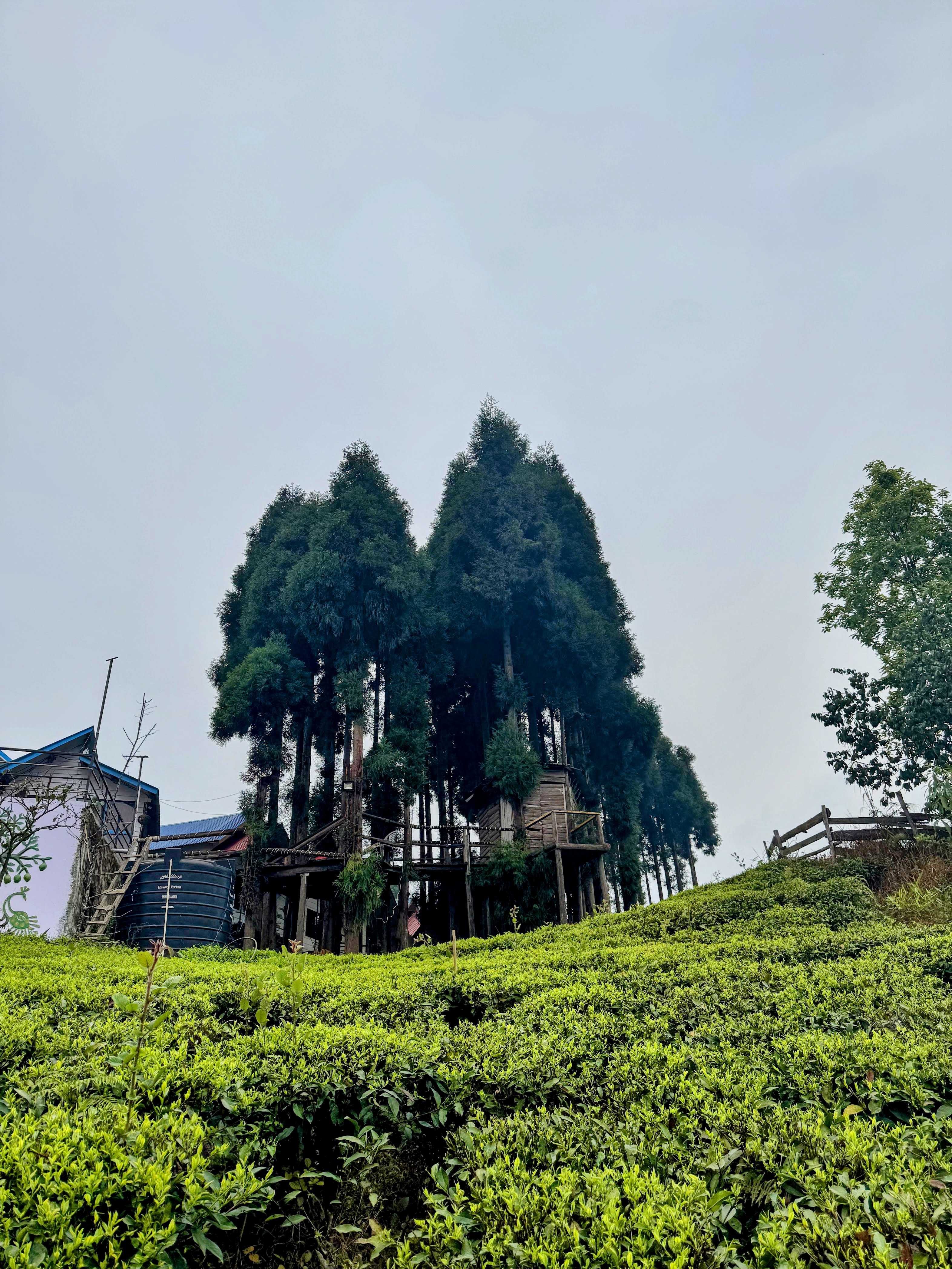 A cluster of tall, dark evergreen trees with small wooden structures built among them is visible on a hillside above a vibrant, bright green tea garden, under a cloudy white sky.