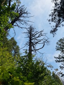 Dead trees with scattered branches reaching into the sky, surrounded by vibrant summer greenery. A contrast of life and decay in the Columbia River Gorge National Scenic Area, Oregon. 
