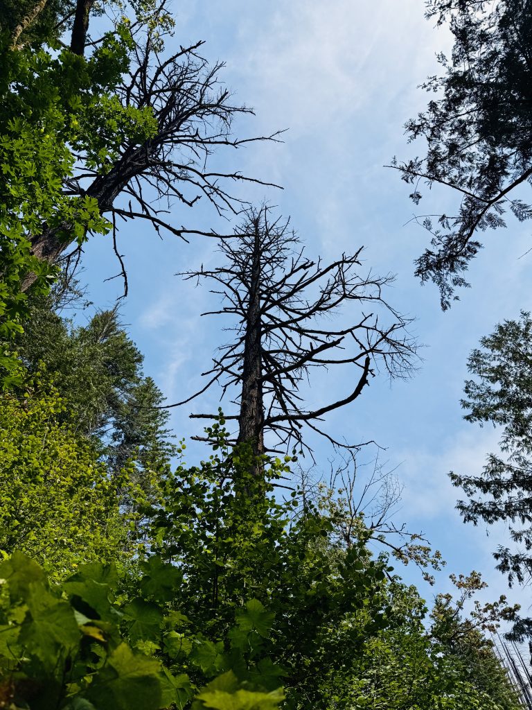 Dead trees with scattered branches reaching into the sky, surrounded by vibrant summer greenery. A contrast of life and decay in the Columbia River Gorge National Scenic Area, Oregon.