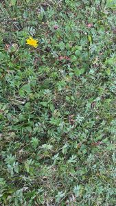 Ground cover that is a variety of plants other than grass, all green except for a single yellow dandelion.