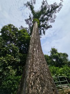 A majestic low-angle view of a giant tree with a thick trunk rising high into the sky, surrounded by lush greenery. Captured at Thusharagiri Falls, Kozhikode. 