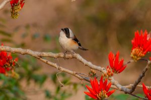 Shrike Bird
