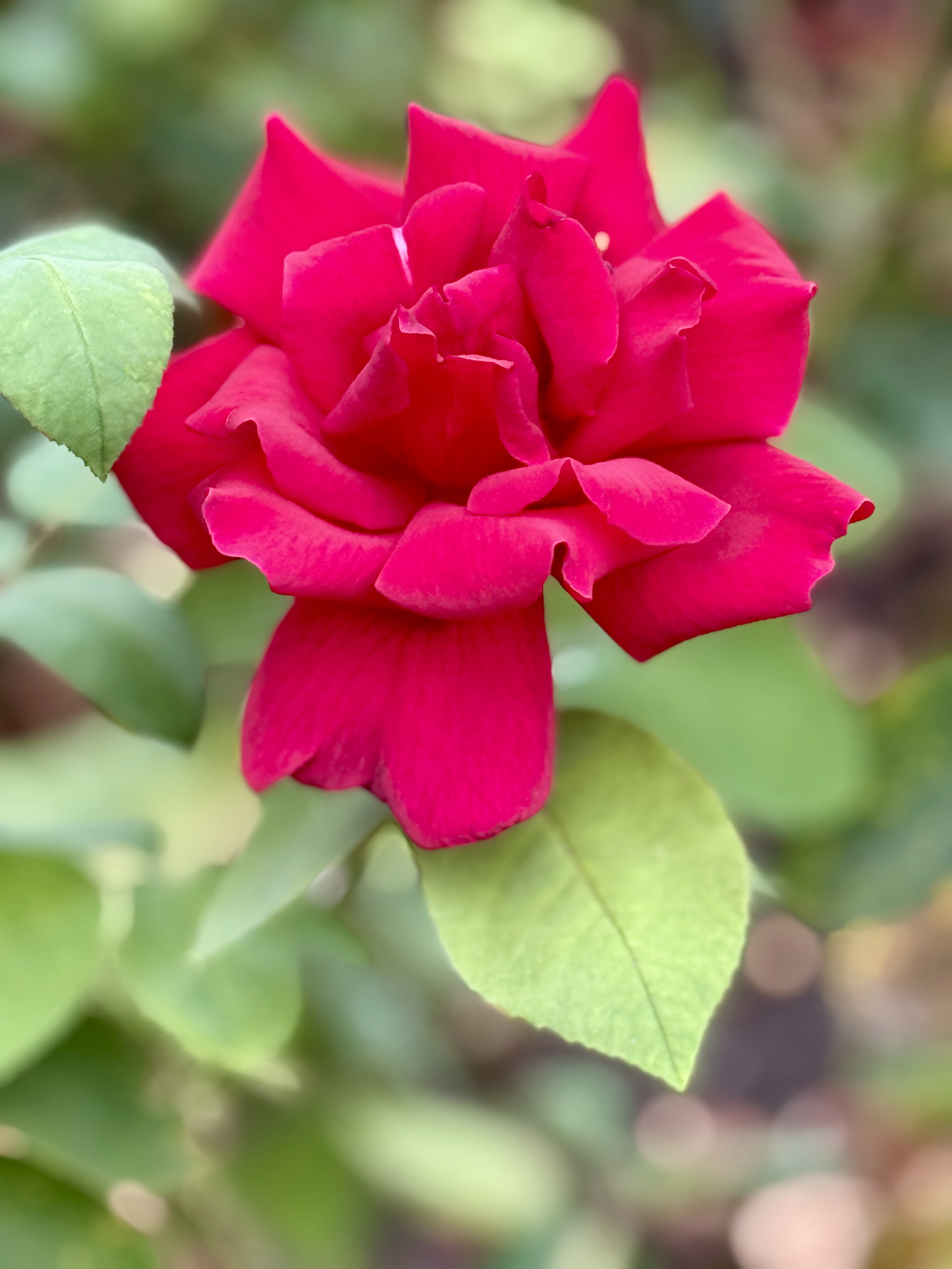 A vibrant red rose in full bloom, sharply focused against a softly blurred green background. Photo taken at the International Rose Test Garden, Portland, Oregon.