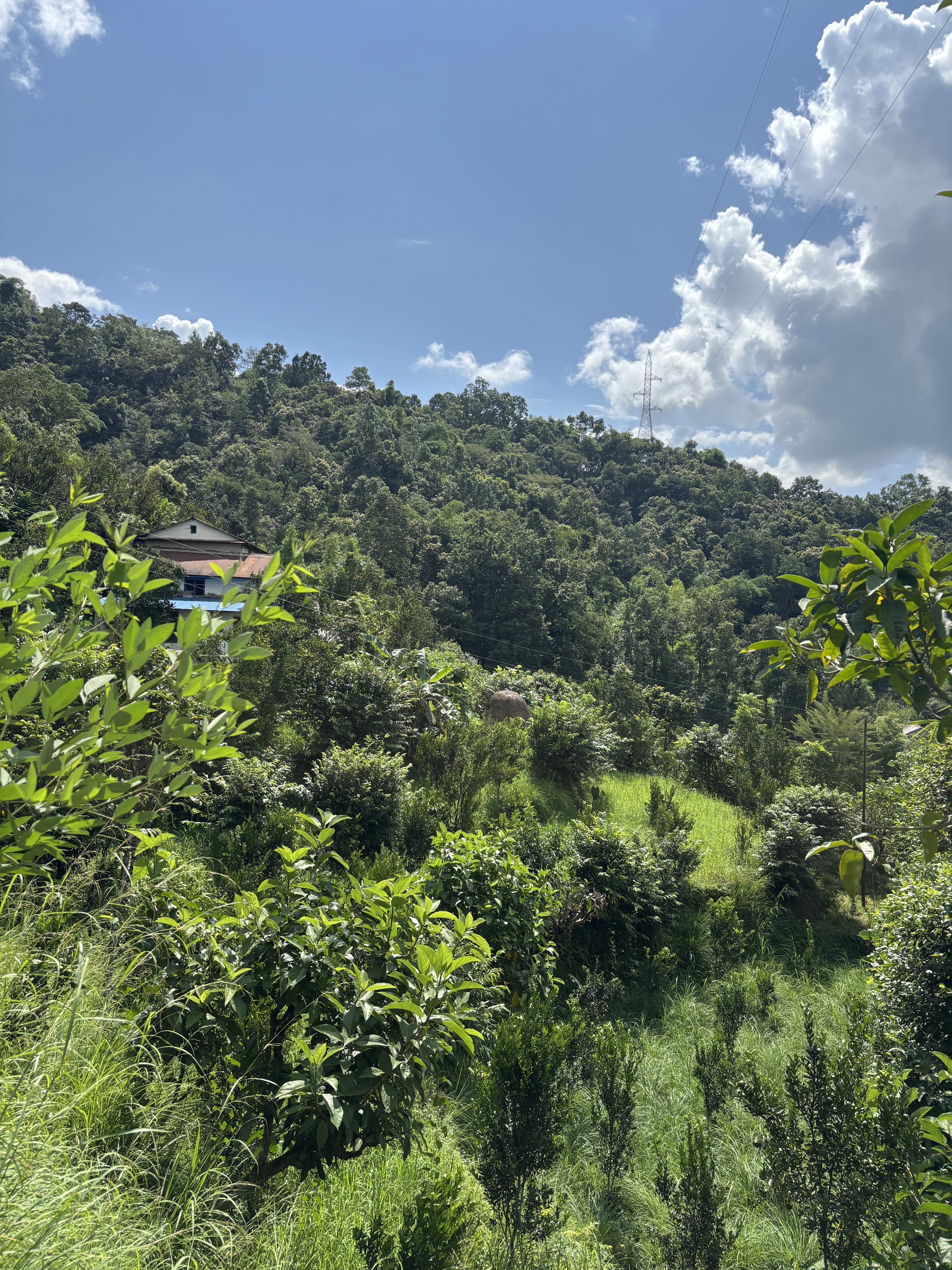 A lush green landscape features a variety of trees and plants under a bright blue sky with fluffy white clouds.