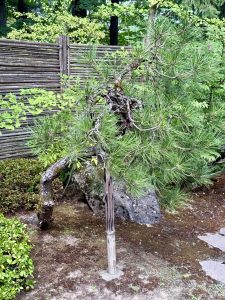 A twisted, bonsai style pine tree leans forward, supported by a wooden stake, beside a bamboo fence, captured at the Portland Japanese Garden in Oregon. 