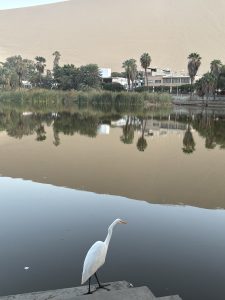 A white heron stands at the edge of a calm body of water, with tall palm trees and lush greenery visible in the background. Behind the vegetation, modern buildings are partially obscured. In the distance, a large sand dune rises, contrasting with the tranquil scene. 