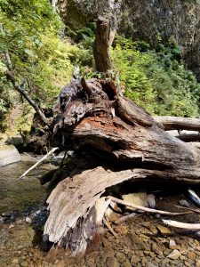 A large fallen tree trunk lies across a shallow rocky stream in the Columbia River Gorge National Scenic Area, Oregon. Surrounded by green plants and ferns. 