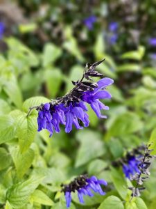 A close-up of deep purple Salvia guaranitica flowers, blooming above soft green leaves. Captured at the Oregon Zoo, Portland.
