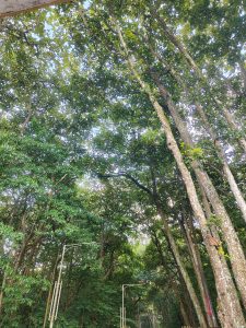 Tall trees stretch toward a bright sky amid lush greenery, with sunlight filtering through and street lamps hinting at a forest pathway.