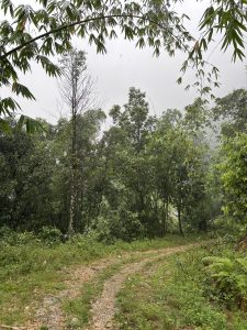 A scenic view of a lush, green forest path lined with dense foliage. In the foreground, a gravelly trail winds between areas of grass and small plants. Towering trees with various shades of green surround the path, while a few taller trees are visible in the background, some of which appear to have lost their leaves. The sky is overcast, casting a soft, muted light over the scene, suggesting a possible drizzle or mist. The atmosphere feels serene and natural.