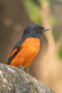 A close-up photograph of an Orange Minivet brightly colored bird perched on a branch. The bird has a striking black head and vibrant orange underparts, with hints of black on its wings. 