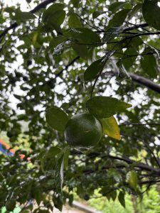 A close-up view of a green Orange fruit hanging from a branch, surrounded by lush green leaves.