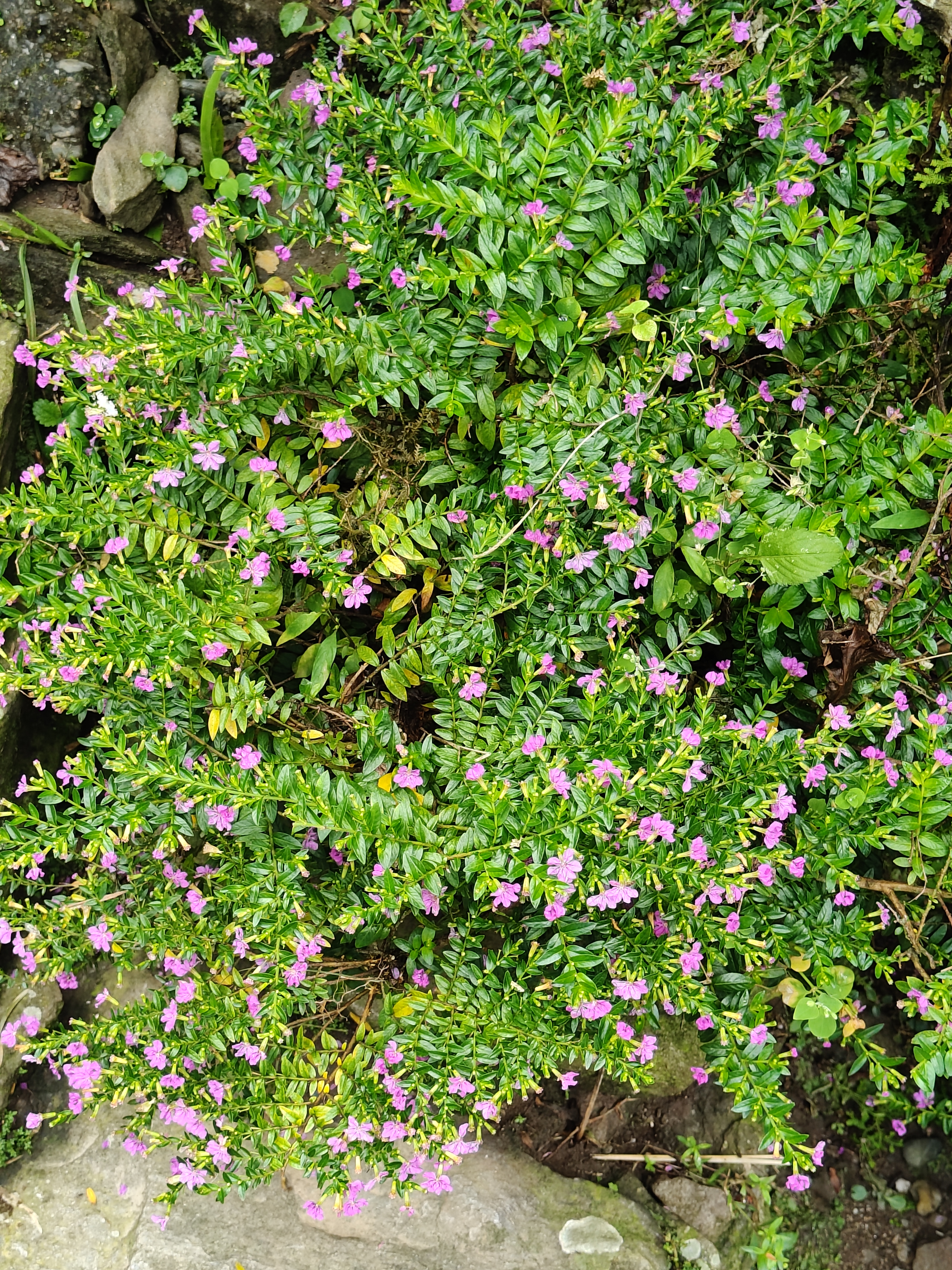 A lush green shrub covered with small pink flowers, growing among stones and surrounded by other greenery.