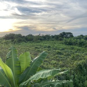 A lush green landscape featuring a variety of plants, including large banana leaves in the foreground.