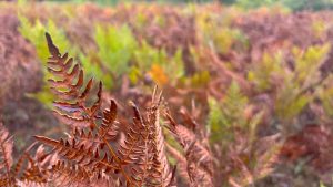 Closeup of a fern, browned with autumn frost. In the background, many ferns with a mix of green and brown.