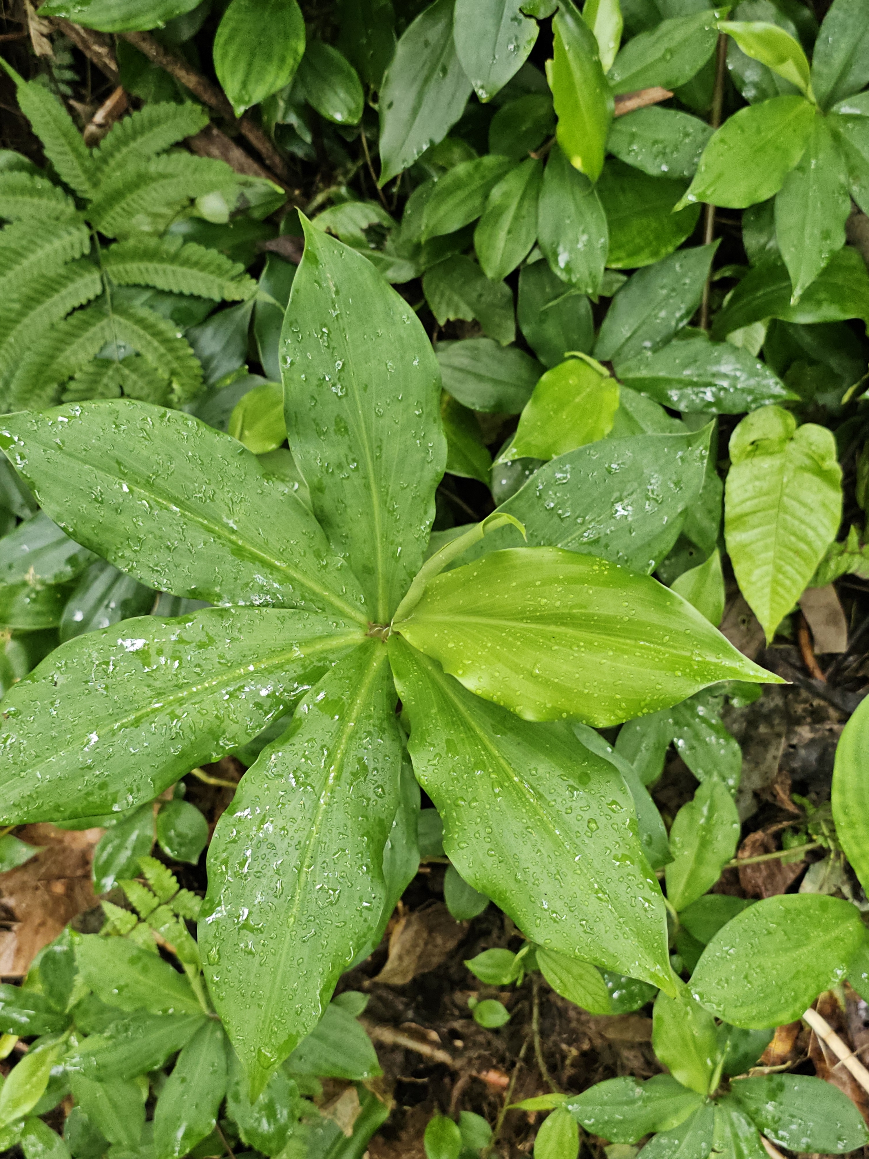 A top-down view of a green leafy plant with pointed leaves covered in tiny raindrops, surrounded by other dense foliage. Captured during monsoon near Thusharagiri Falls, Kozhikode.