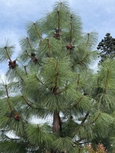 A tall pine tree with dense clusters of green needles and pine cones, captured on a clear day. Location: Taken from the streets of Portland. 