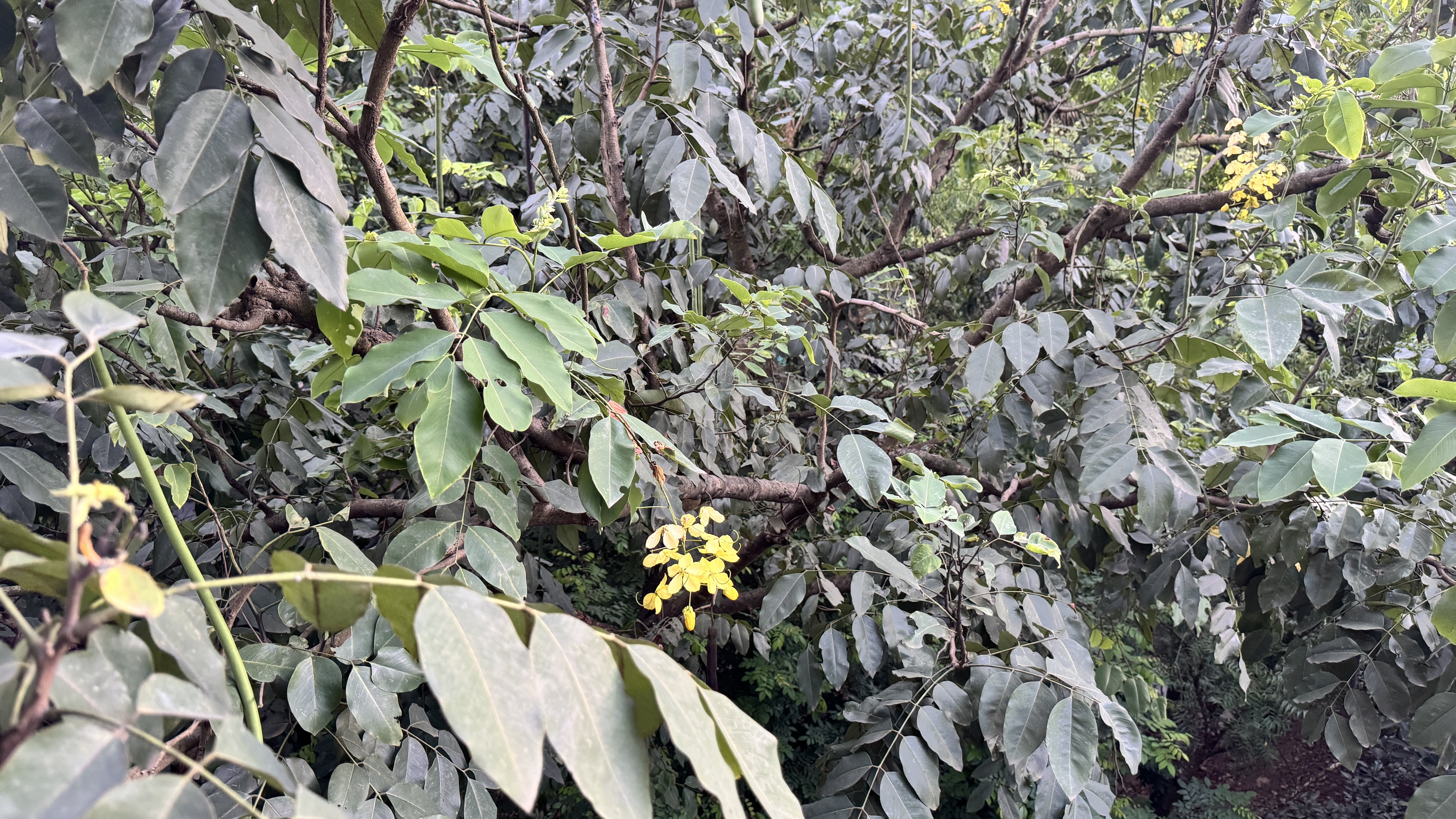 A few small clusters of bright yellow flowers peek out from within a dense thicket of tree branches and muted green leaves.