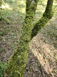 Close-up of green moss growing thickly on slender tree branches in Hoyt Arboretum, Washington Park, Portland. 