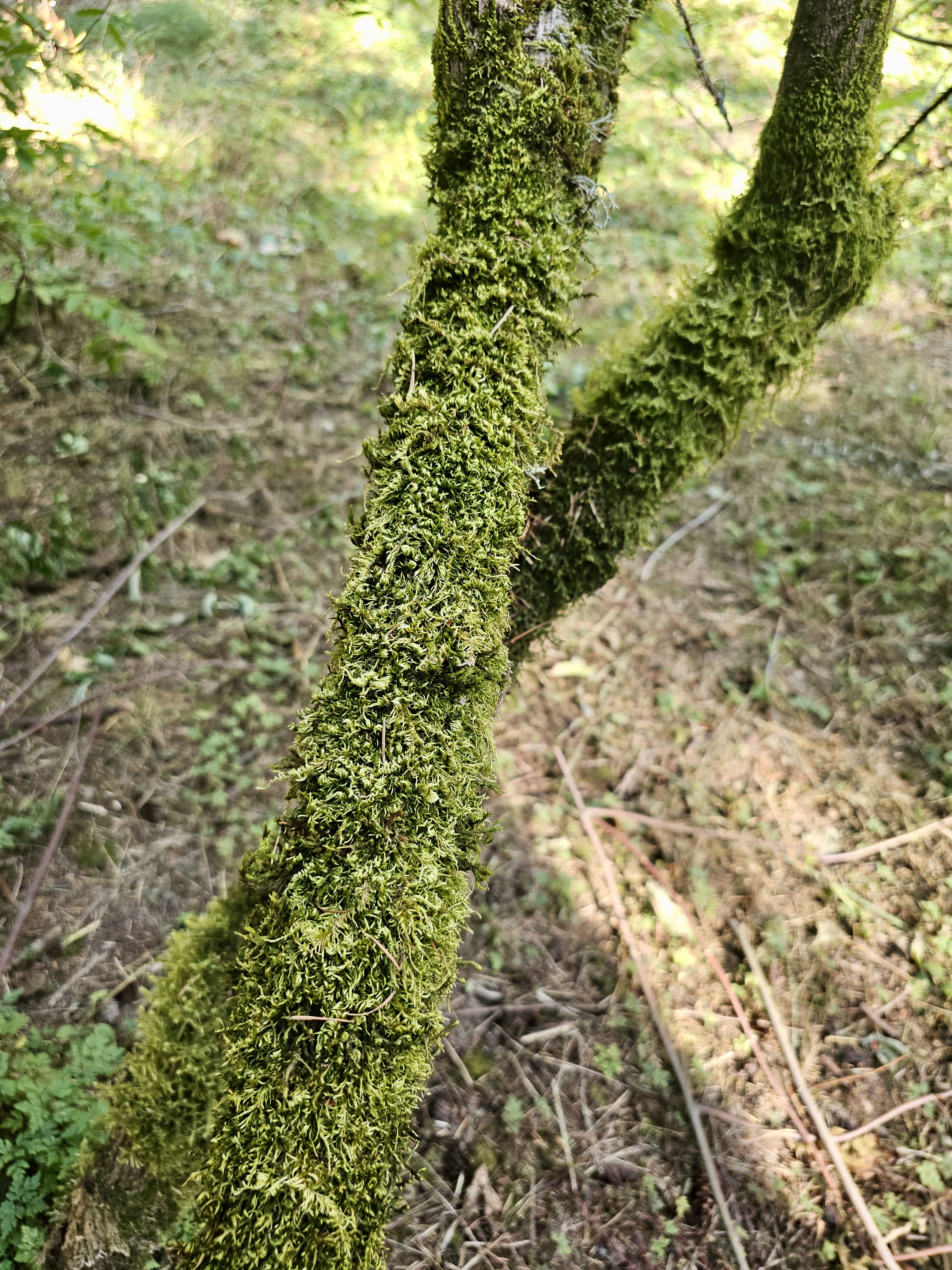 Close-up of green moss growing thickly on slender tree branches in Hoyt Arboretum, Washington Park, Portland. 