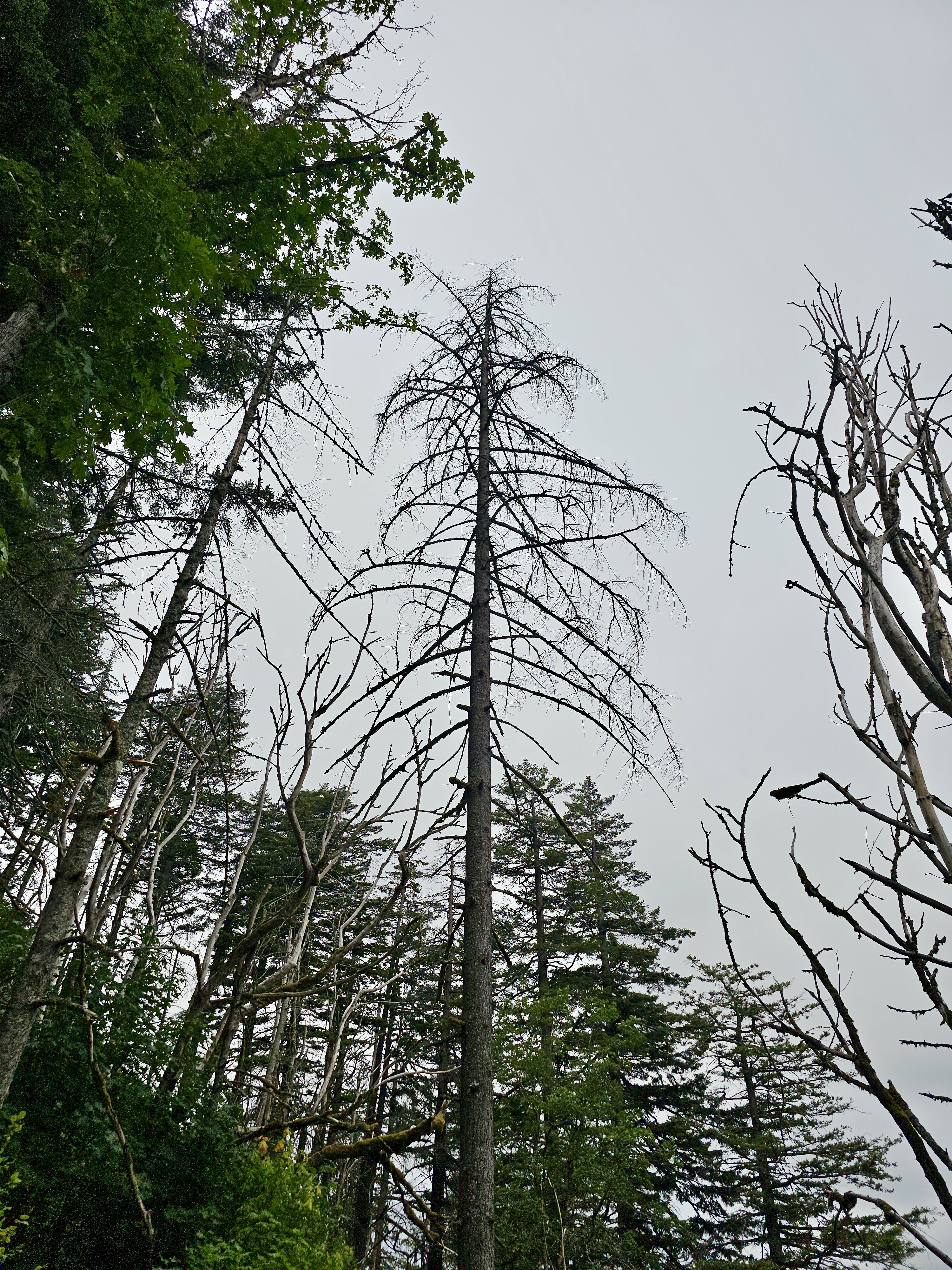 A tall, leafless tree rises above the forest in the Columbia River Gorge National Scenic Area, Oregon, surrounded by evergreens against a cloudy sky.