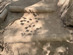 Dirt trail with two wooden steps and leaf shadows on the ground, captured in soft afternoon light. This photo depicts a serene hiking path surrounded by natural elements in the Columbia River Gorge National Scenic Area, Oregon. 