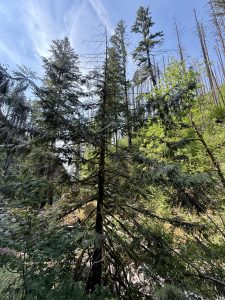 Evergreen trees stretch toward the sky in a peaceful woodland scene within the Columbia River Gorge National Scenic Area, Oregon. 