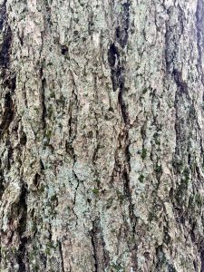 Close-up view of rugged pine tree bark covered with light green lichen and moss in Hoyt Arboretum, Washington Park, Portland. 