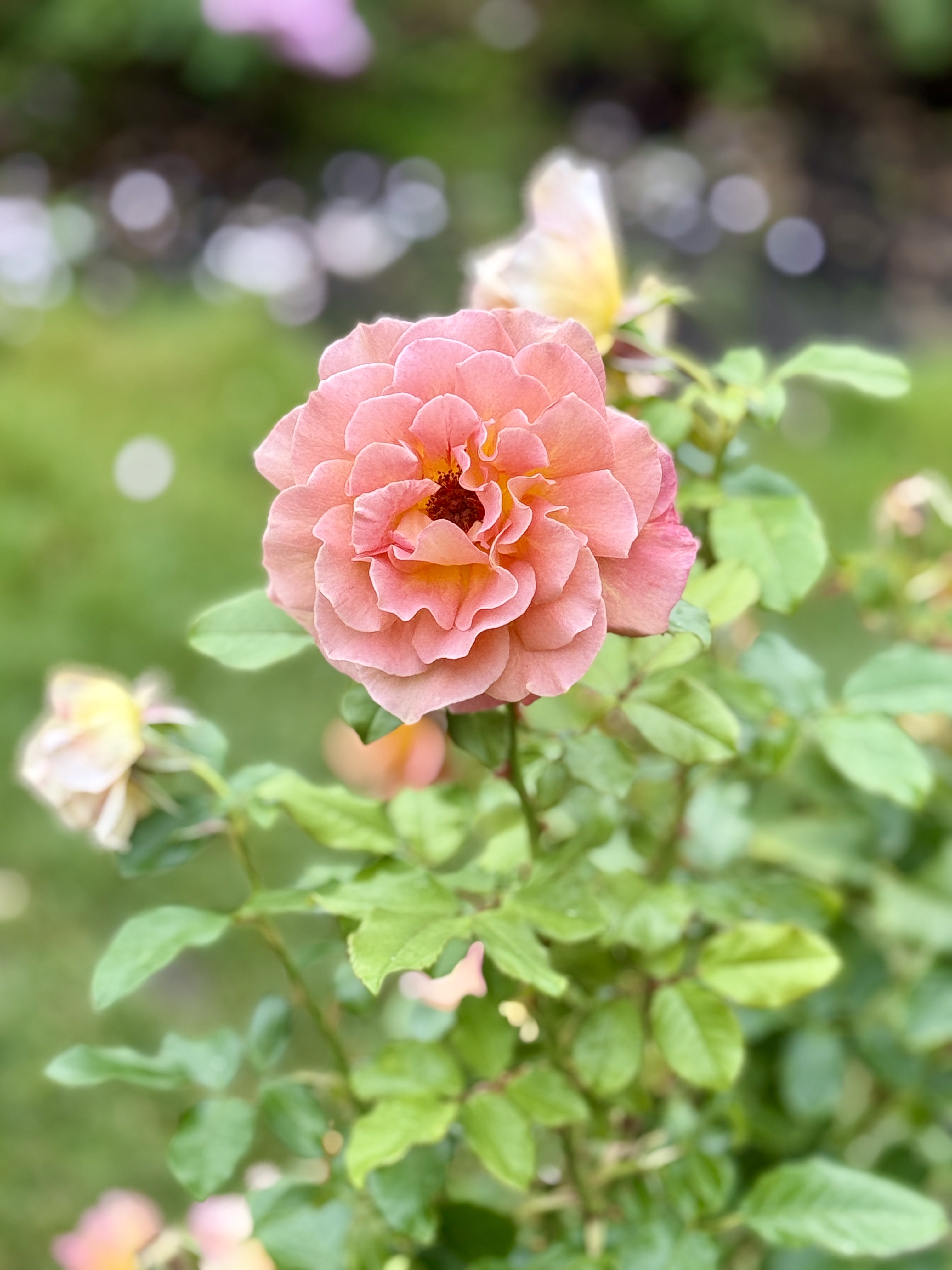A soft peach rose with layered petals in sharp focus, surrounded by green leaves and blurred blooms in the background. Evening light enhances the colors. Taken at the International Rose Test Garden, 