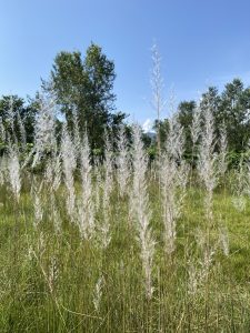 A field of tall, slender grasses with feathery, fluffy white flower heads swaying gently in the breeze.