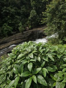 Fresh green foliage in sharp focus with a blurred waterfall flowing behind it. A peaceful scene from Thusharagiri Falls, Kozhikode.