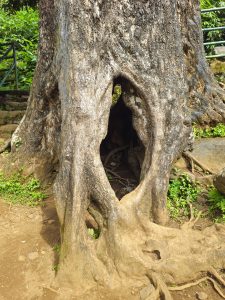 A large tree trunk with a natural hollow space was captured near the walking trail at Thusharagiri Falls, Kozhikode. The tree roots and steps in the background show how nature and paths coexist. 