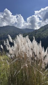 A foreground of tall, fluffy white grasses sways gently in the breeze, set against a backdrop of lush green mountains and a bright blue sky dotted with fluffy white clouds