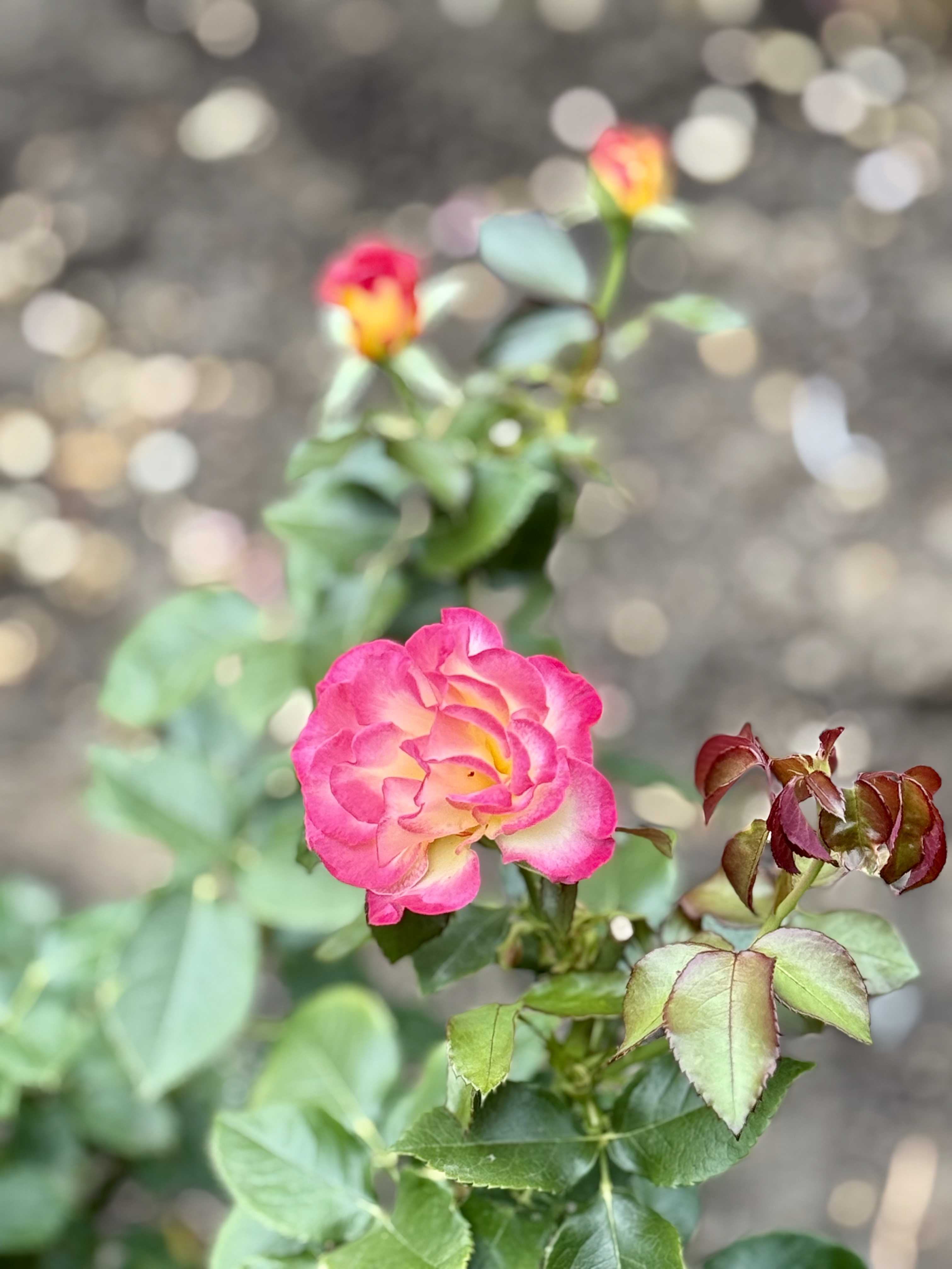 A graceful bunch of roses with creamy petals kissed by pink at the edges, blooming on a fresh green stem, snapped at the International Rose Test Garden, Portland, in the evening. 