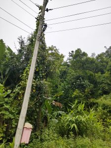 A utility pole overgrown with climbing plants is situated next to a lush green landscape featuring various types of foliage, including tall grass and tropical plants.