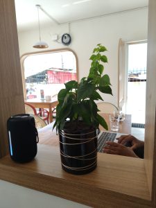 A close-up view of a potted plant with green leaves on a wooden table
