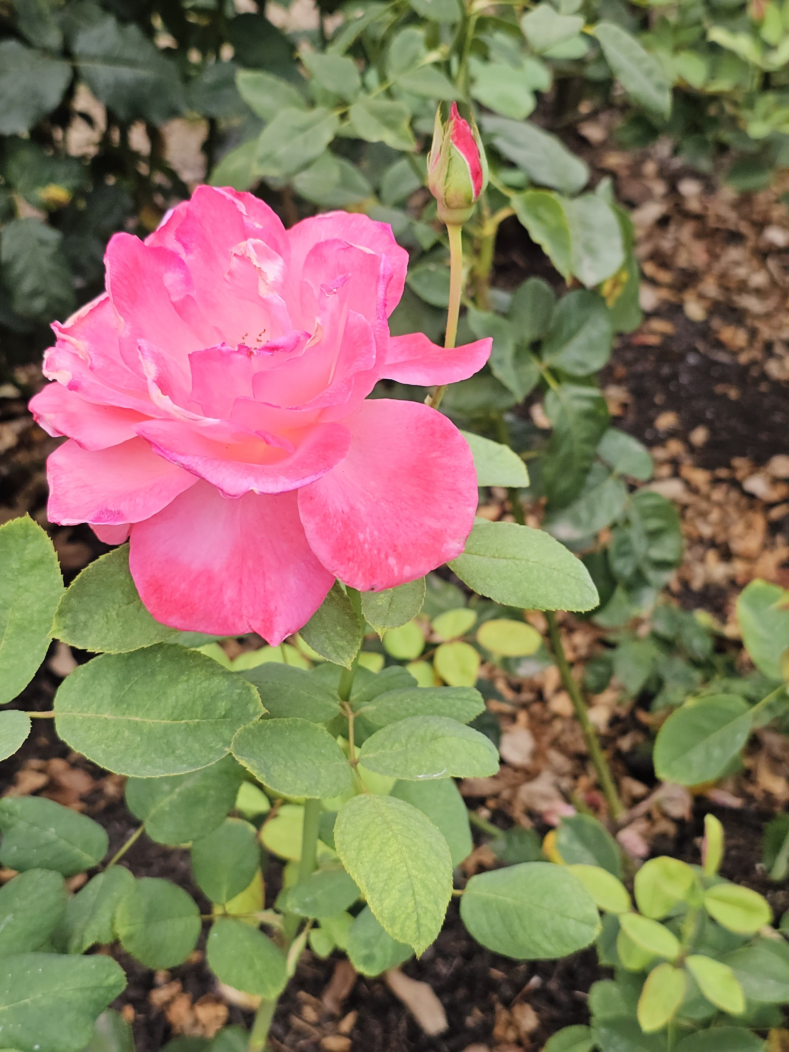 A bright pink rose with curled petals and a nearby bud, standing tall. Taken at the International Rose Test Garden, Portland, in the evening.