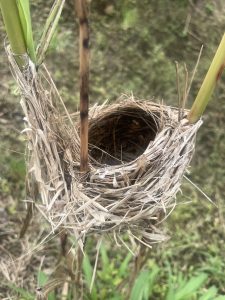 A close-up image of a bird's nest made from grass and twigs, nestled between green grass.