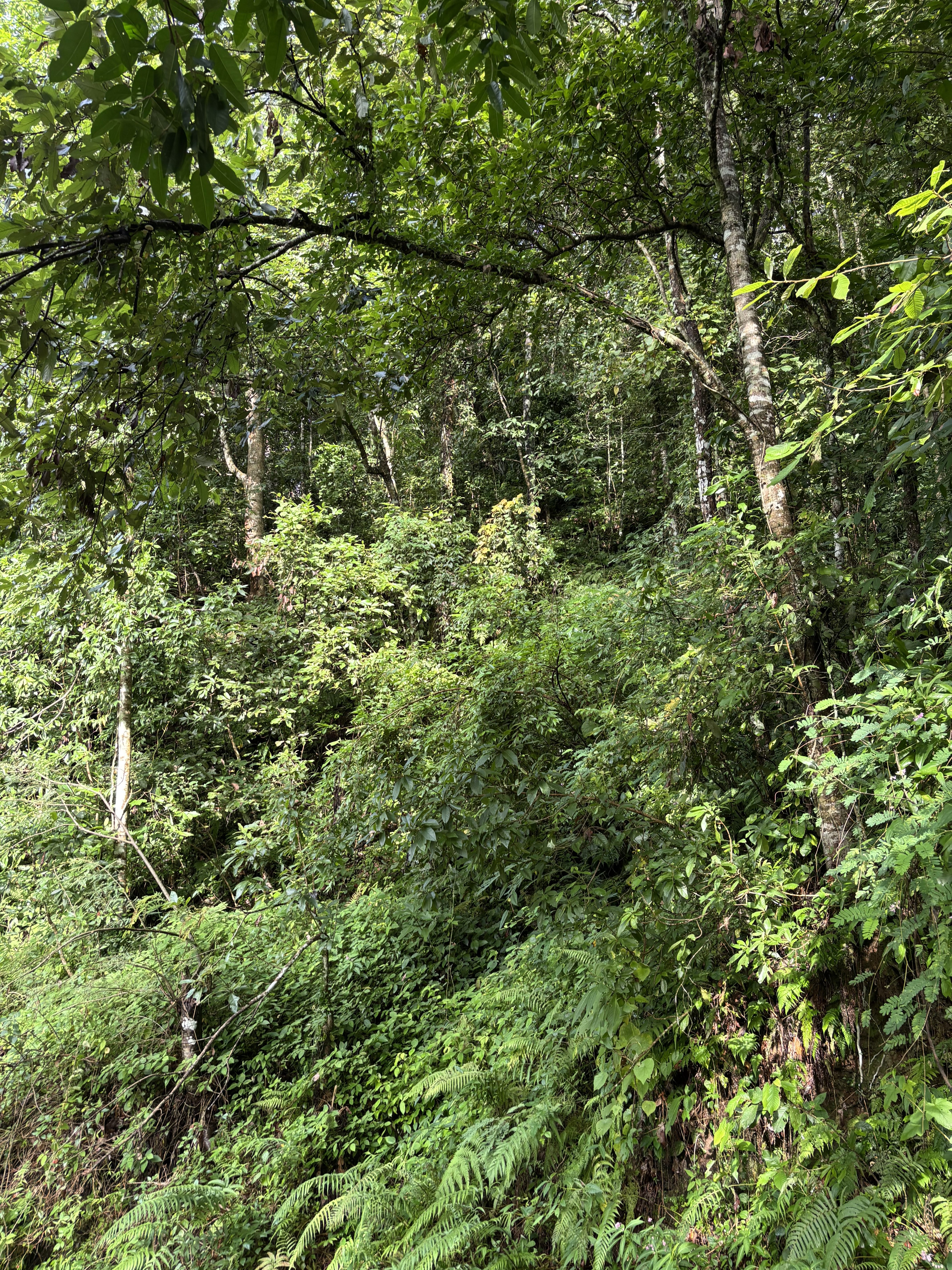A dense forest scene featuring a variety of green foliage, including trees and shrubs