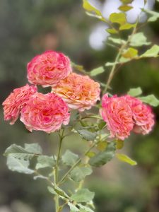 A lovely bunch of orange-pink roses with ruffled petals, growing on a tall stem. Photographed at the International Rose Test Garden, Portland. 