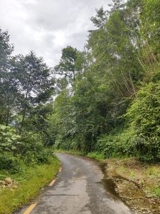 A winding, narrow road lined with lush greenery and trees on both sides.