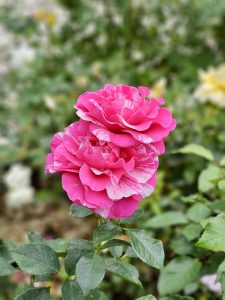 Bright pink rose with bold patterns and ruffled petals, standing alone. Captured in the evening at the International Rose Test Garden, Portland. 