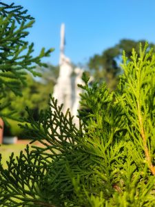 Close-up of vibrant green pine leaves with detailed texture, captured in sharp focus against a blurred white statue and bright blue sky in the background, symbolizing nature and heritage.
